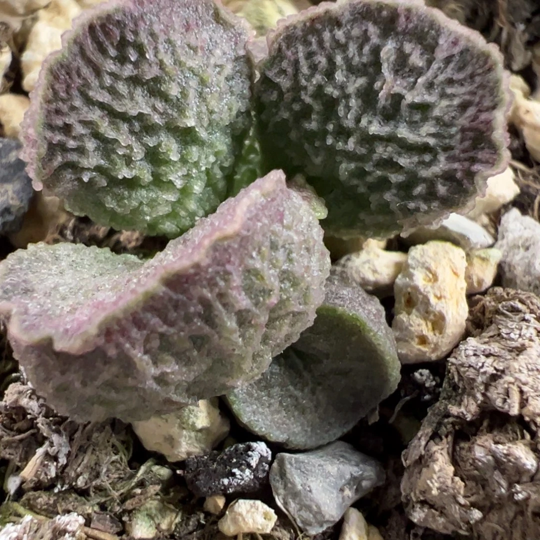 实生新品多肉植物水泡多肉植物