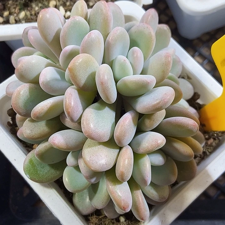 多肉植物粉兔六头1937