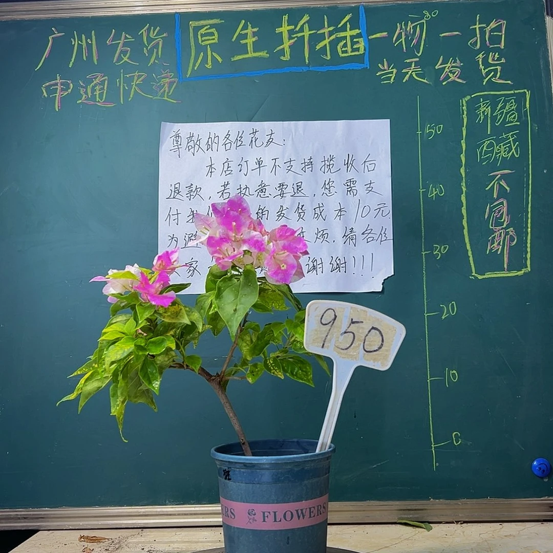 当前无花栽培后可以开花 斑红樱 950