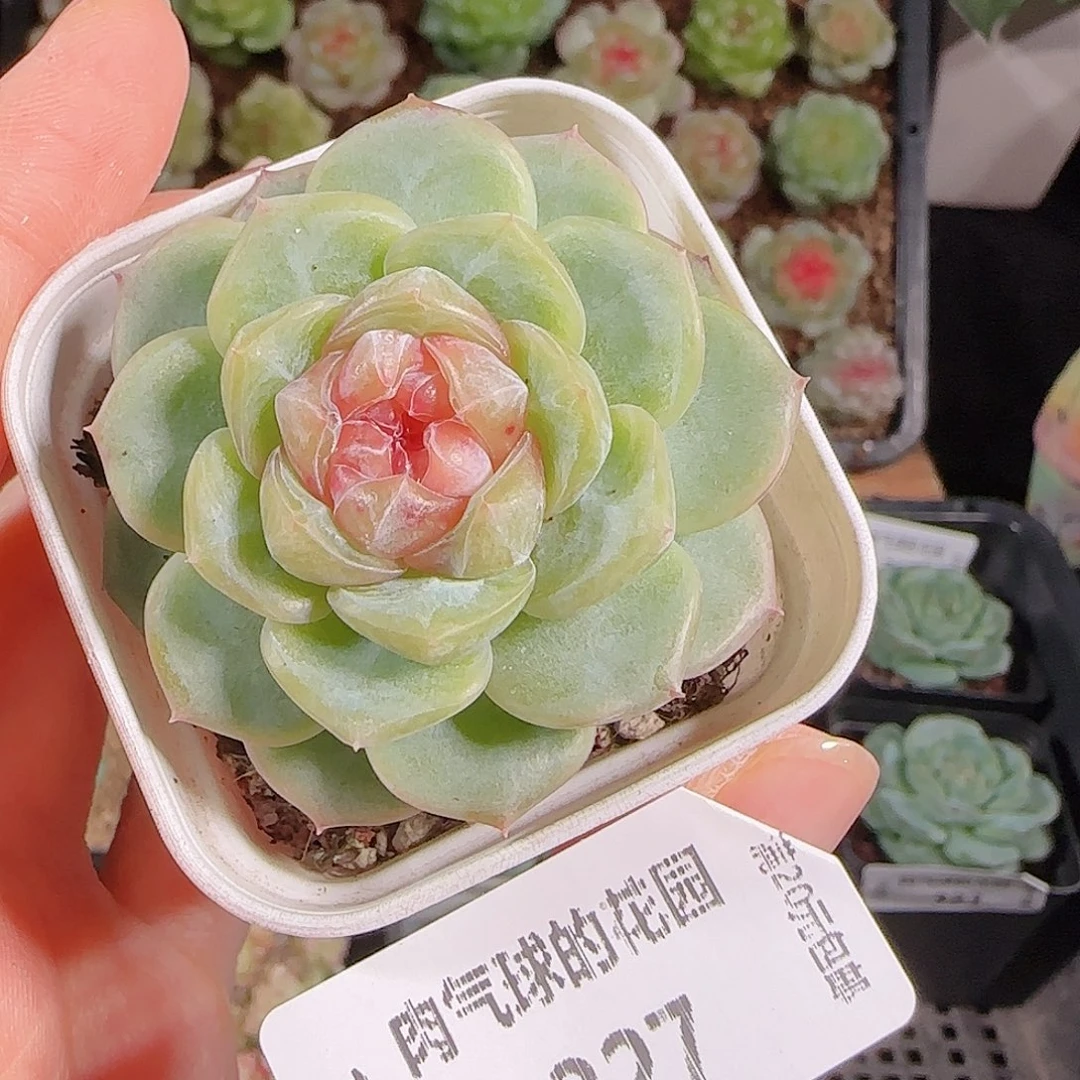 1013-327一物一拍