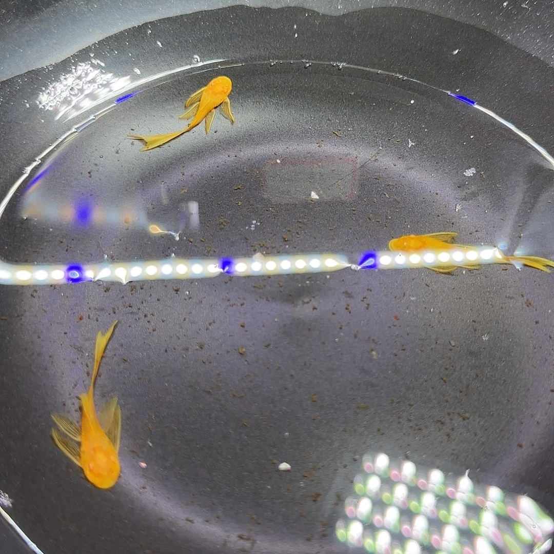 孔雀鱼黄金大帆三条