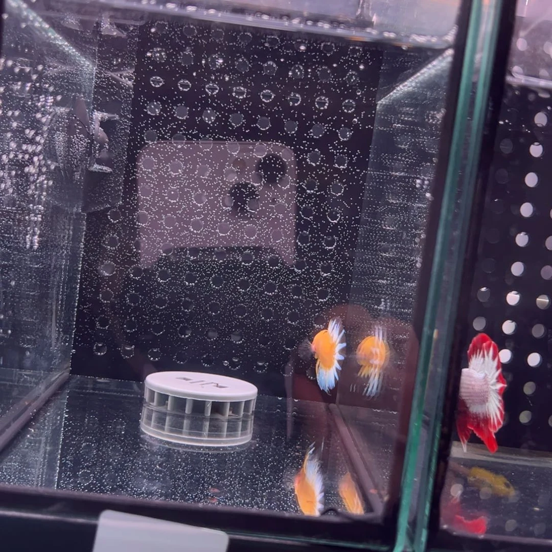 斗鱼泰国斗鱼58号