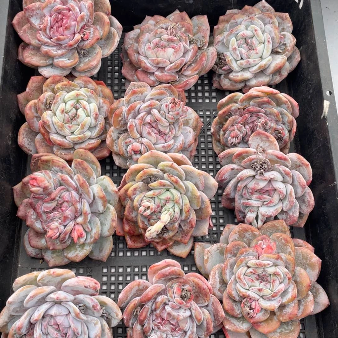 一筐石榴籽 一物一拍 9+3（备损）