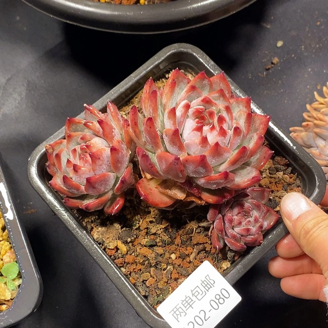 酸奶多肉 卡杂群80