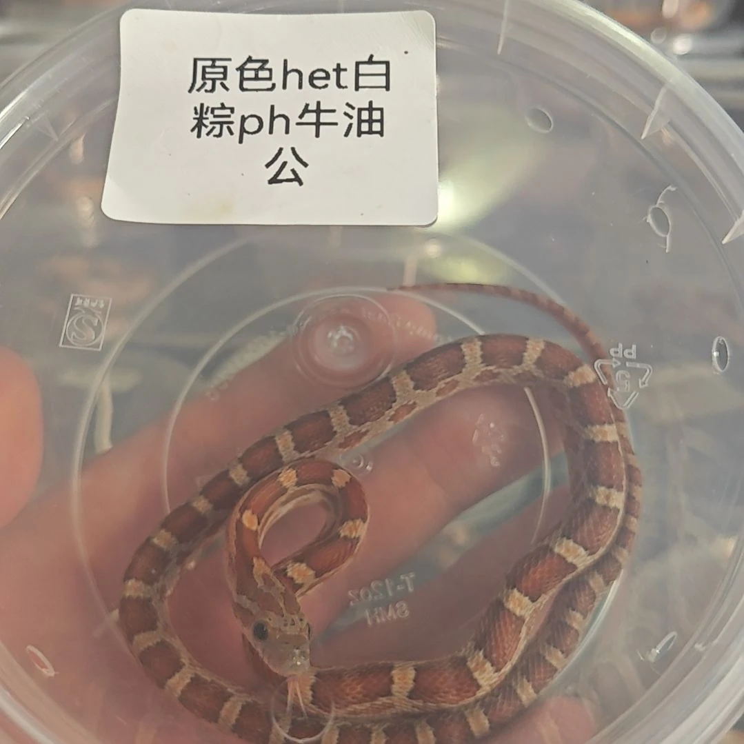 豹纹守宫原色het白粽ph牛油