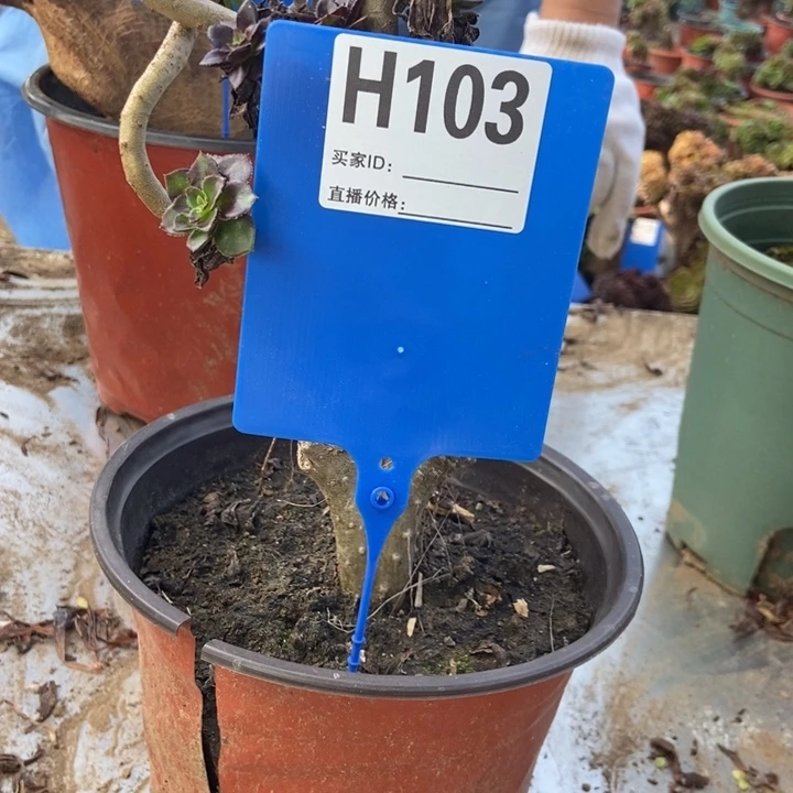 水***恋H103小黑豆缀化老桩