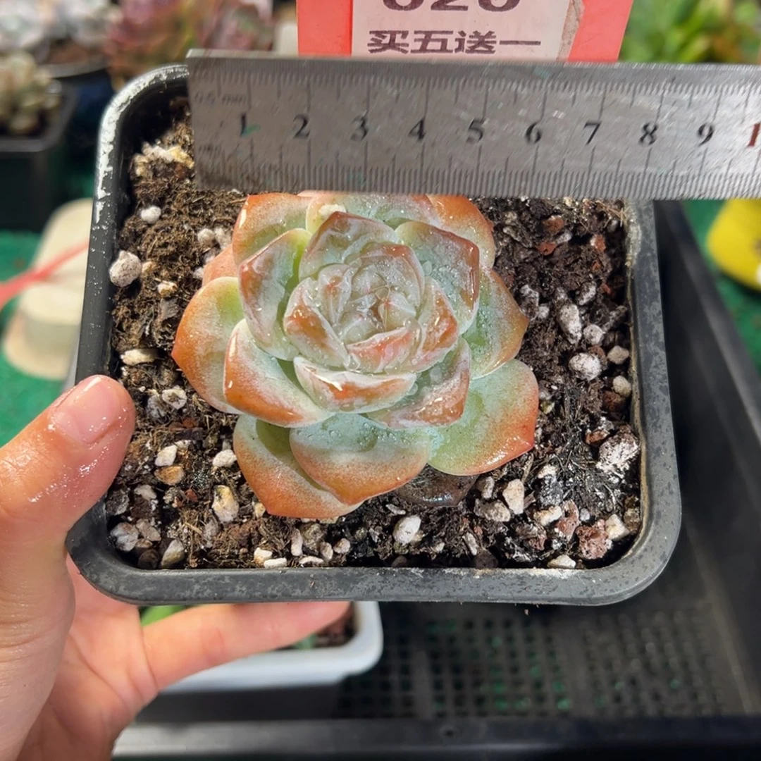 表妹精品多肉植物020.