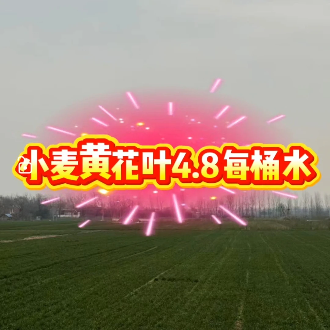 小麦黄花叶叶面肥水溶肥