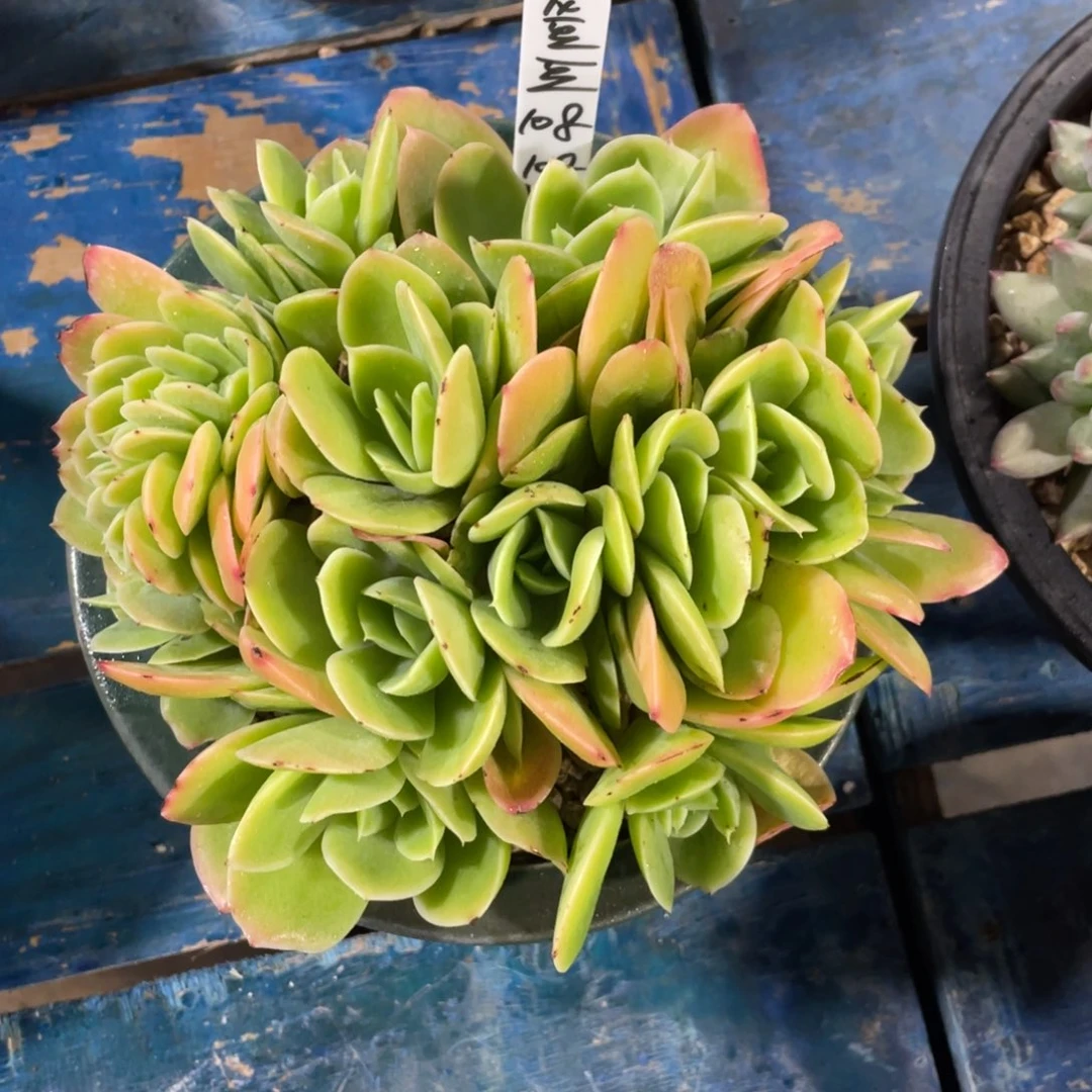 龙***豆寄养一物一拍中通快递