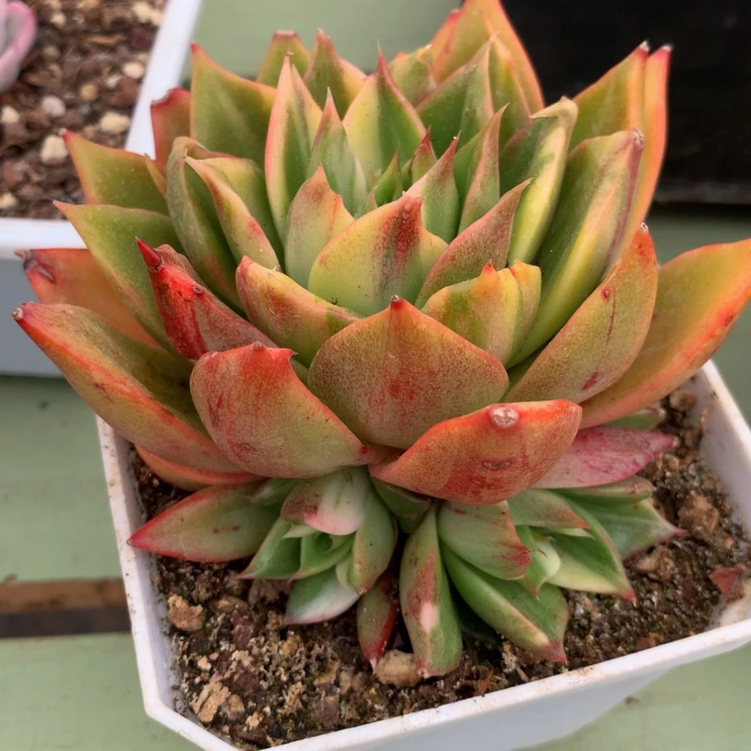 藏宝图锦锦上园艺一物一拍