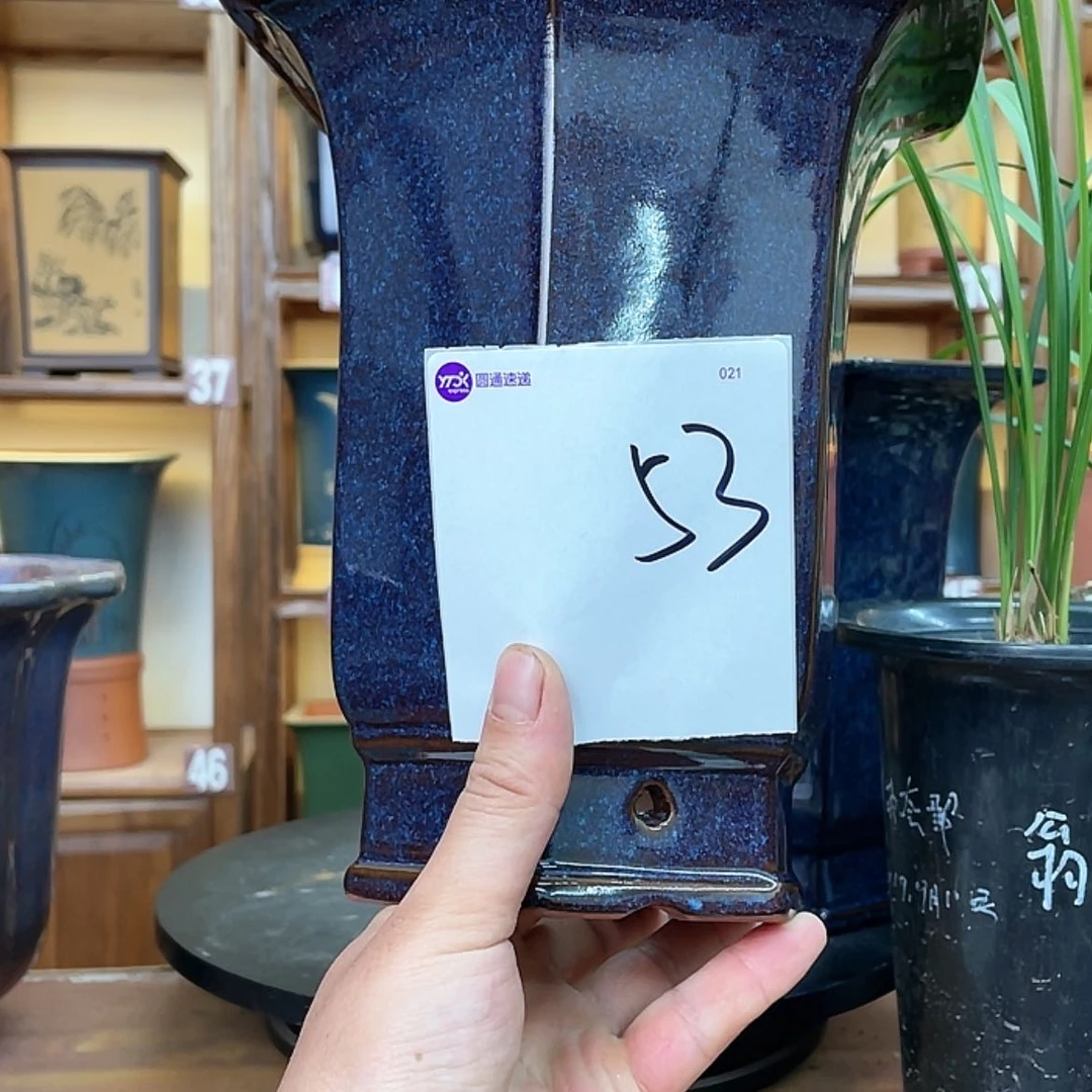 【闪购商品】紫砂花盆王*生兰花752658555588558