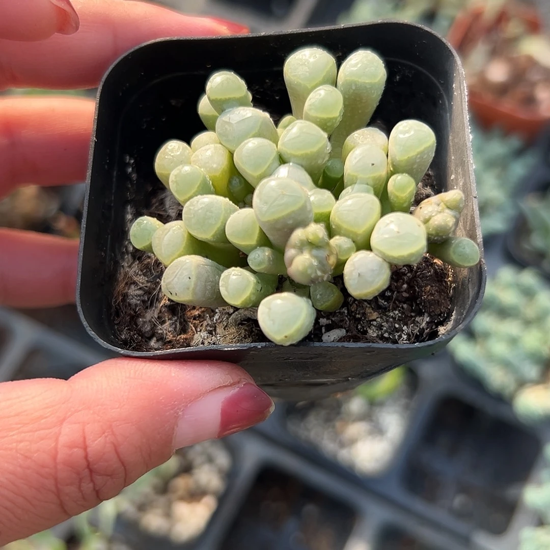 多肉植物五十灵玉