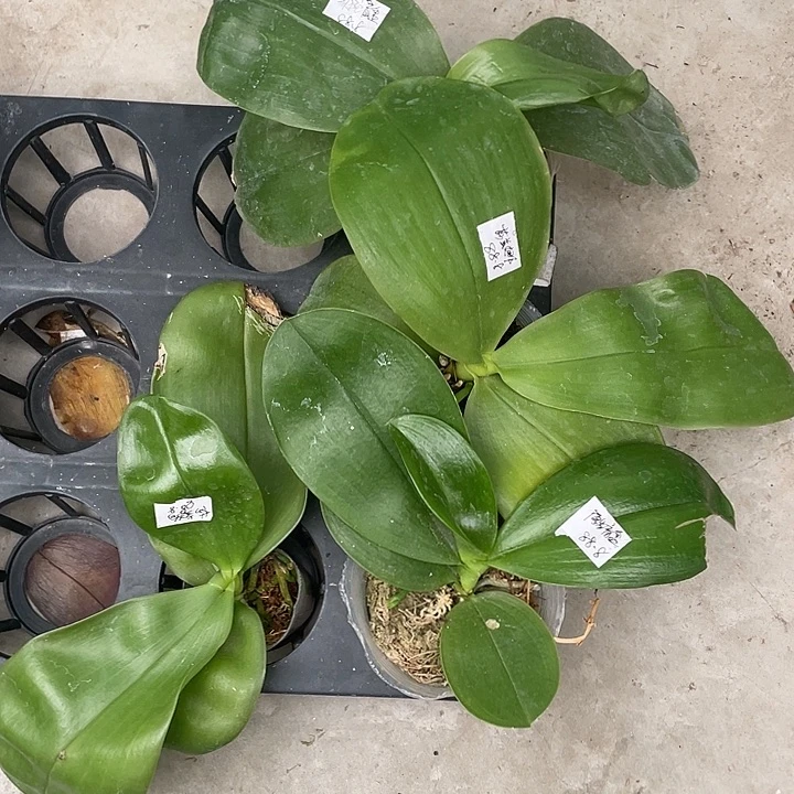 完全开放叶损弥陀盲盒➕莎美娜➕莎美狗➕原生盲盒4不售后