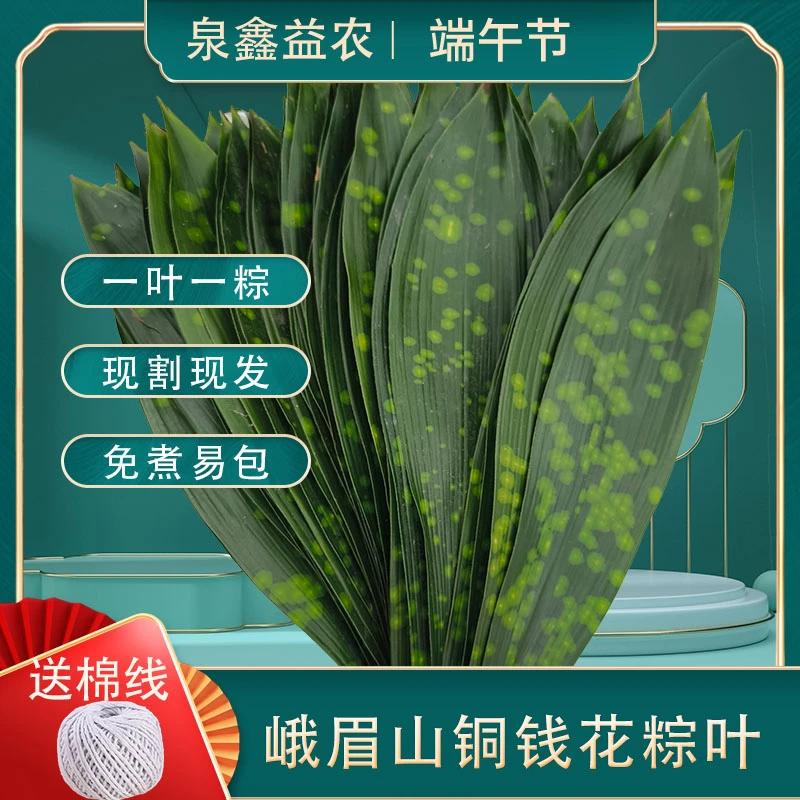 【批发专用】批发专用峨眉山铜钱花粽叶大叶500张