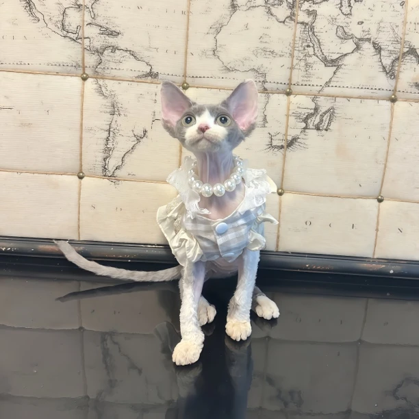 梵夏德文卷毛猫紫丁香加白妹妹