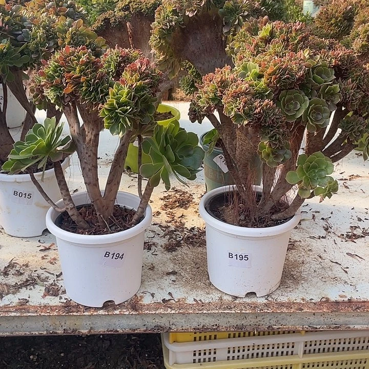 B194-195柠檬缀化36.8-2脱土包邮