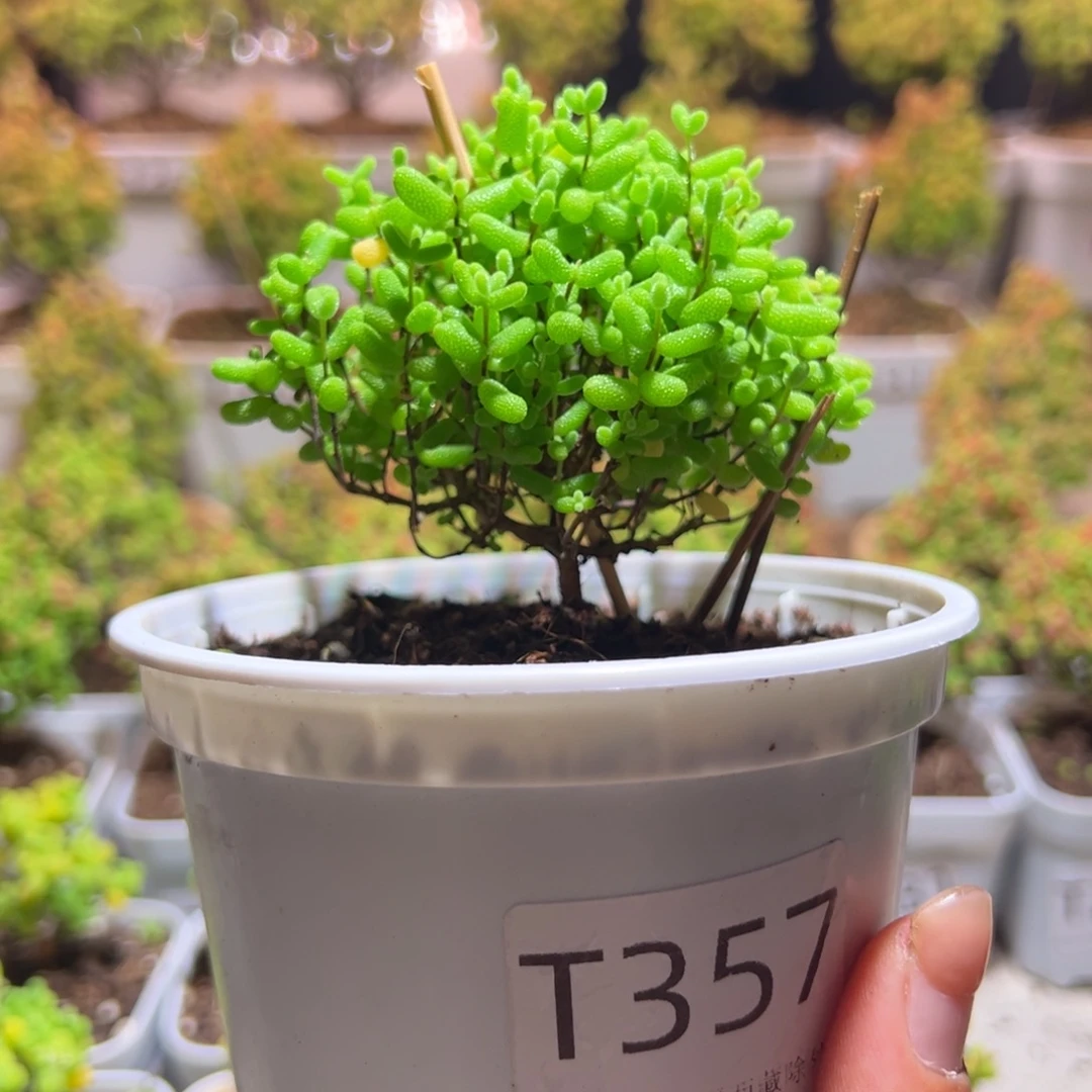 357蜜橘带盆土发货一物一拍