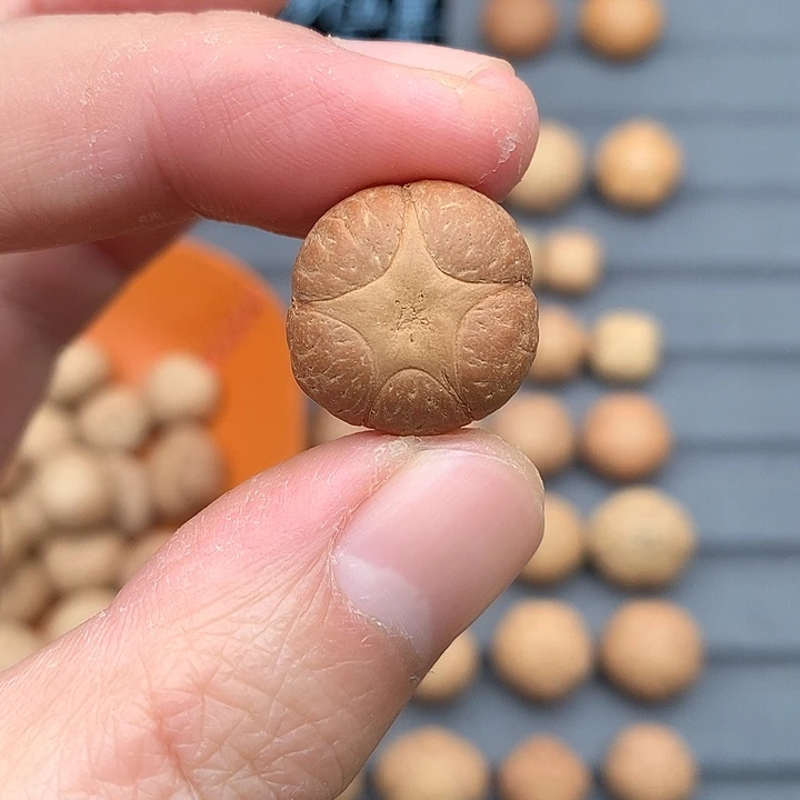 吊坠凤眼菩提19+五星，非质量问题开孔不退