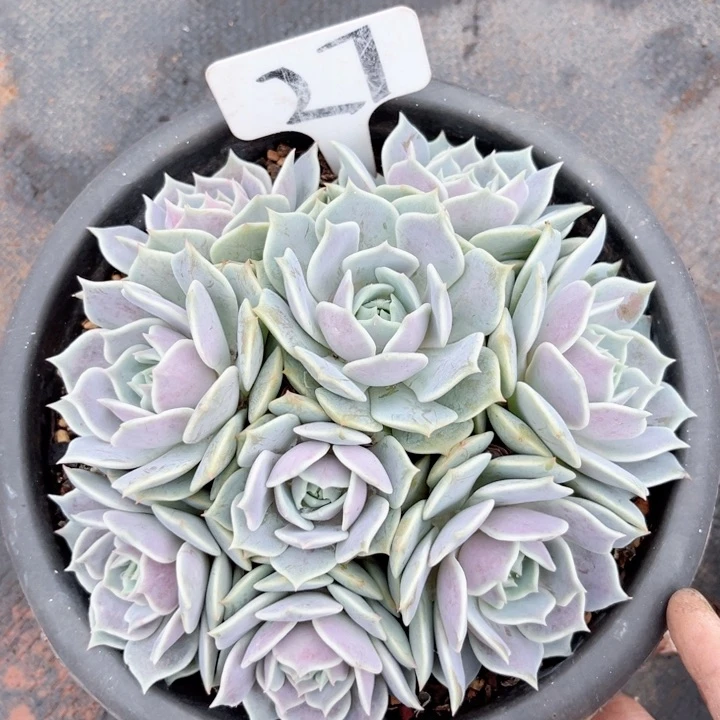 晨语多肉一物一拍27