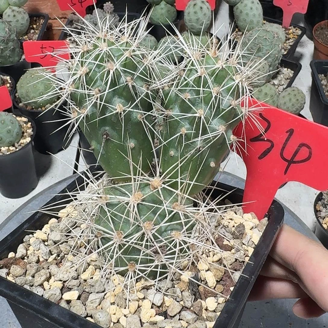 34号三头白软刺明暗城冠幅4.5公分带盆发