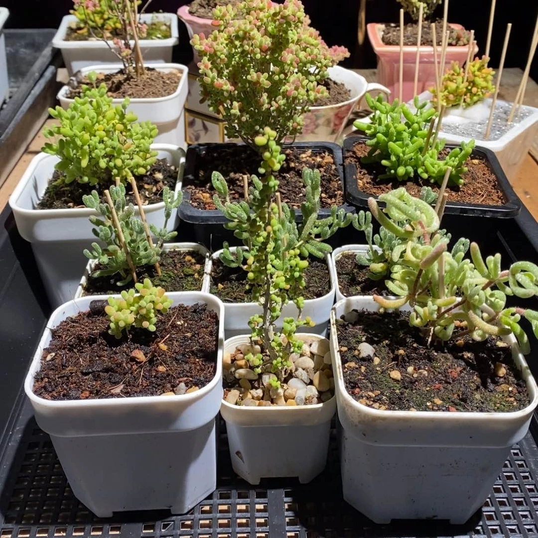 枝干番杏多肉植物231