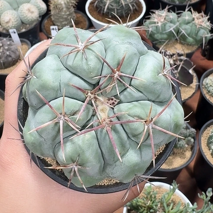 白肌天晃丸仙人球1