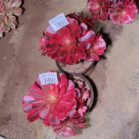 491  492美杜莎多肉植物