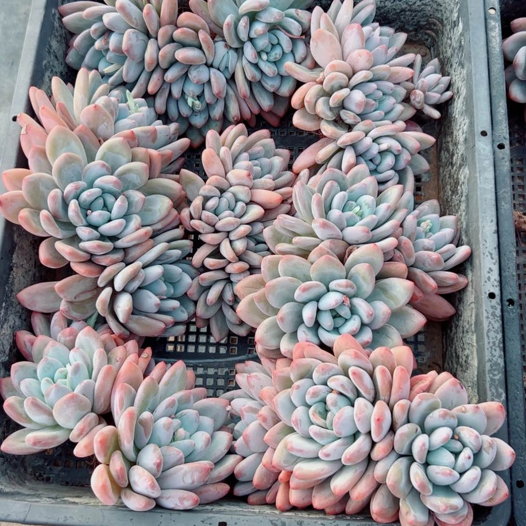 香水自然群多肉植物，偏远地区除外