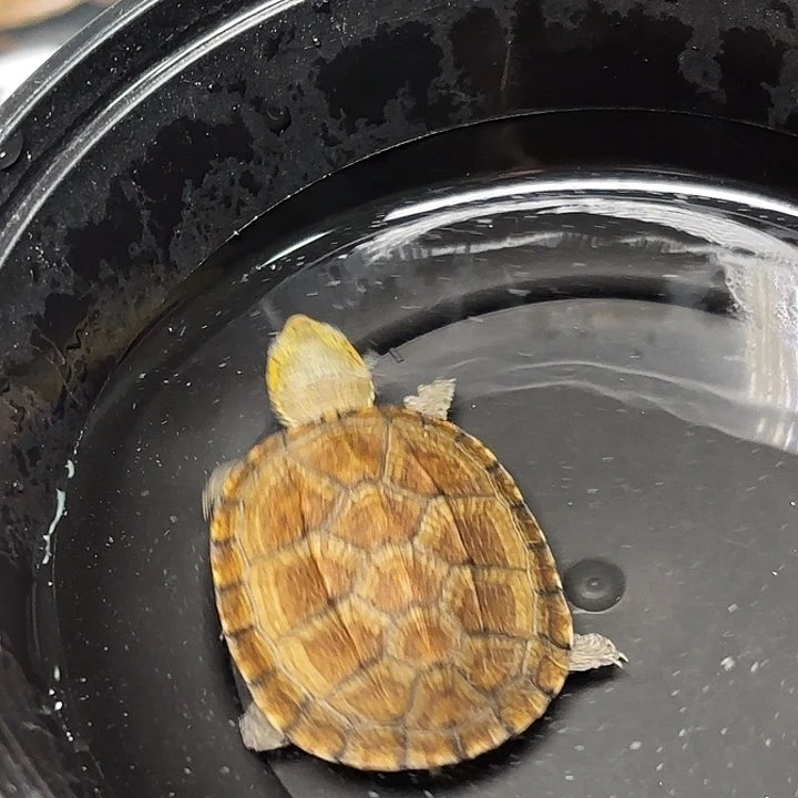 不分公母蛋龟Q6全品芒果头小一代红面