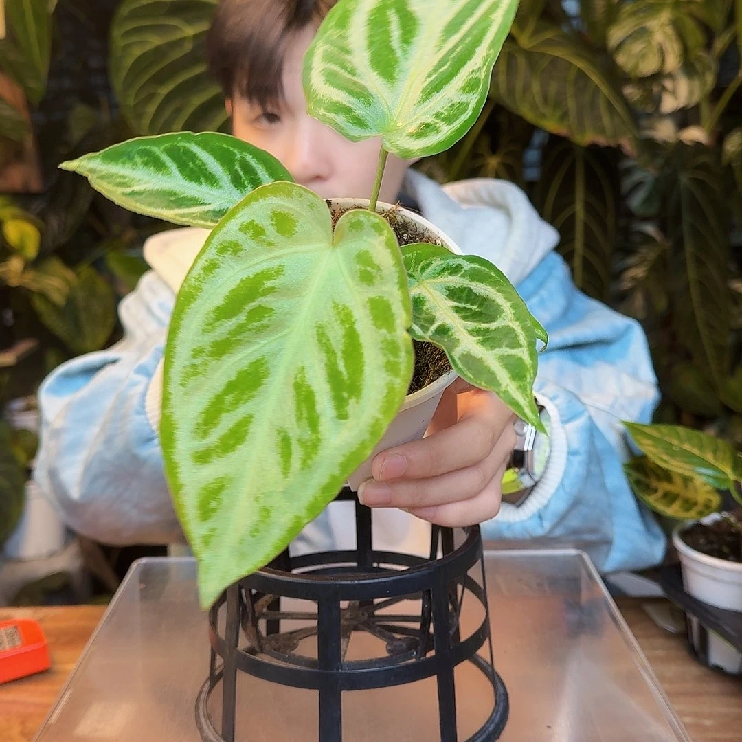 完全开放Y157银色面纱杂长脸skg银