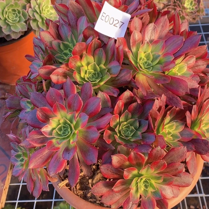 闪购法师1棵粉安娜002