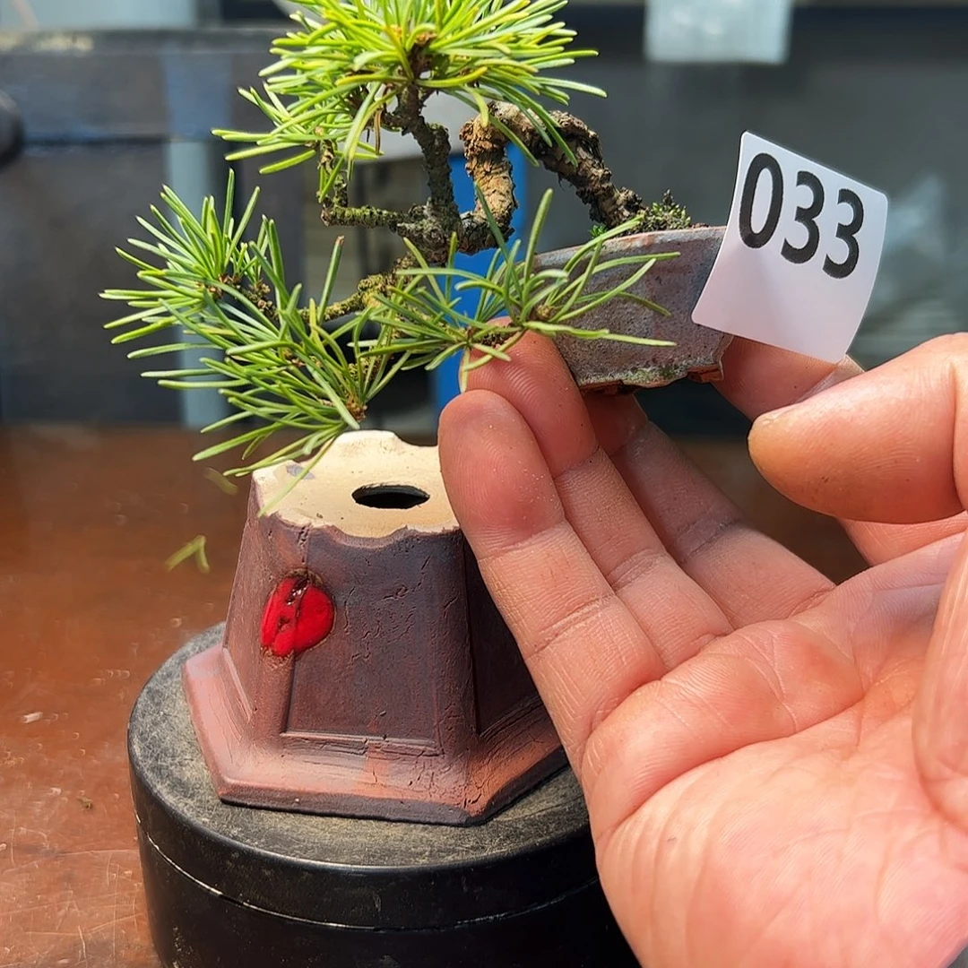 无花朵提根小四国五葉松