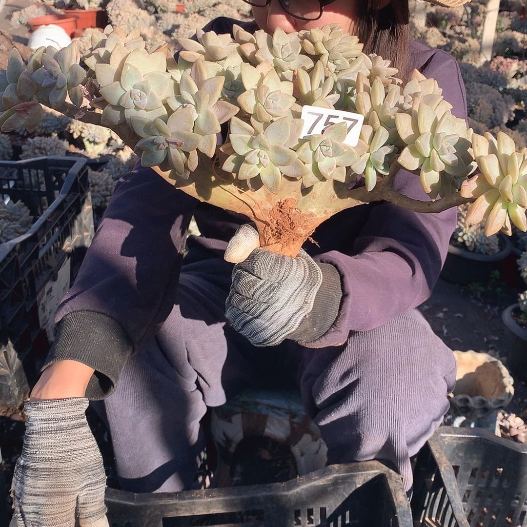 757 淡雪缀 一物一拍