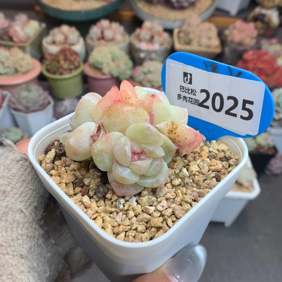 2025冰玉石化多肉植物