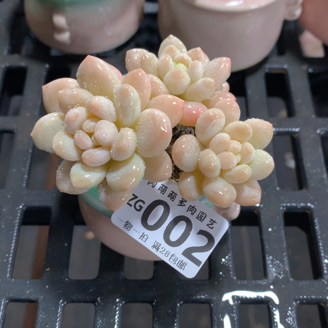 肉萌萌拇指盆精控多肉ZG002