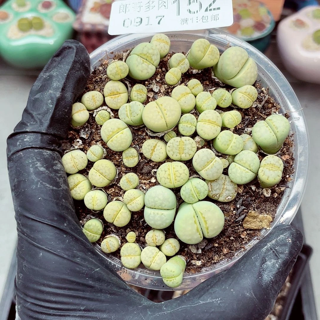 生石花满18包邮0917-152