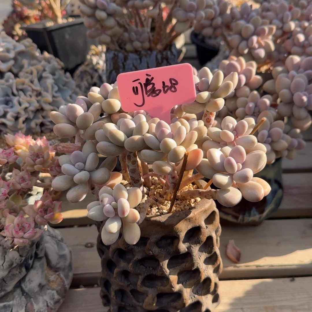 桃蛋老桩五十包邮