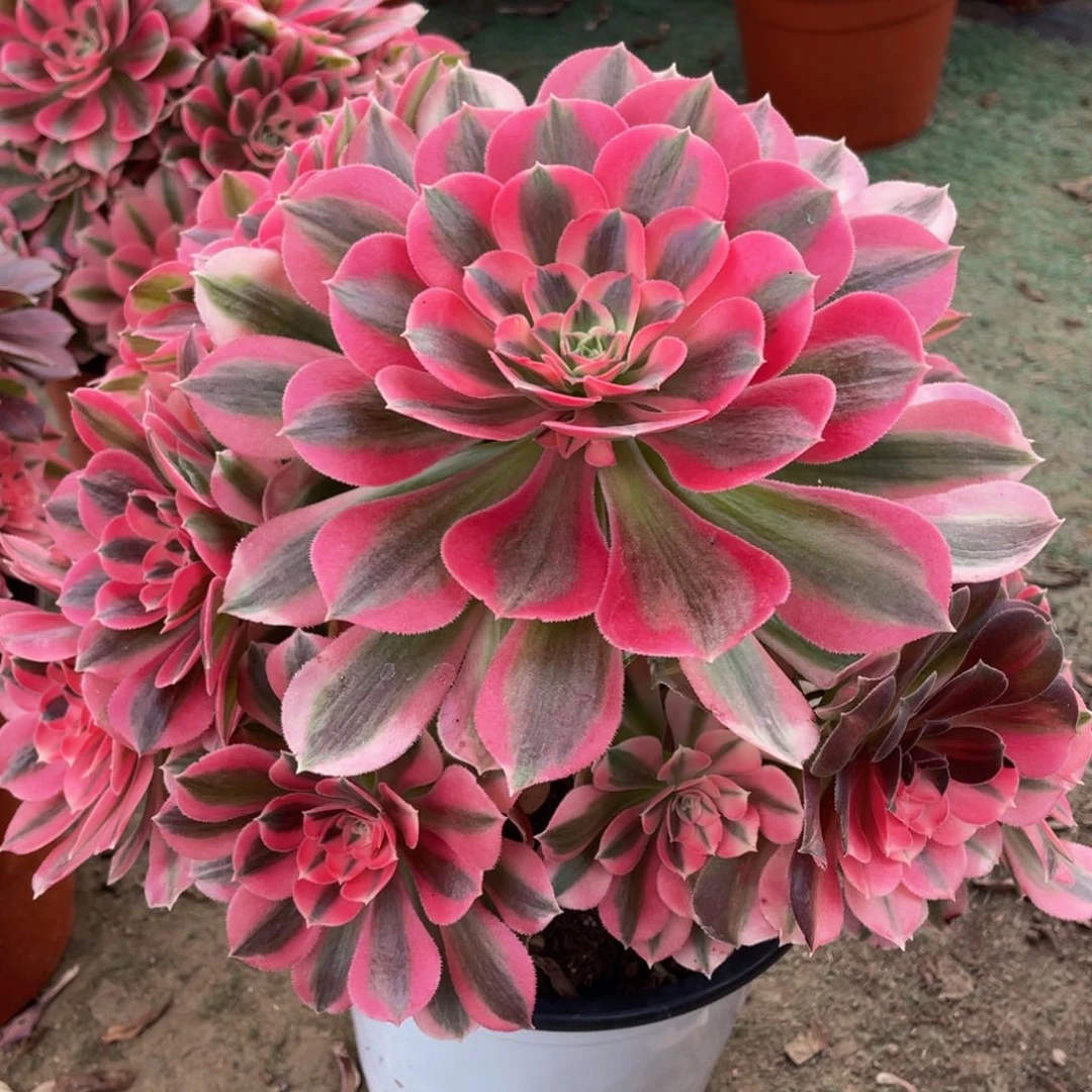 芳675粉女巫精品法师多肉