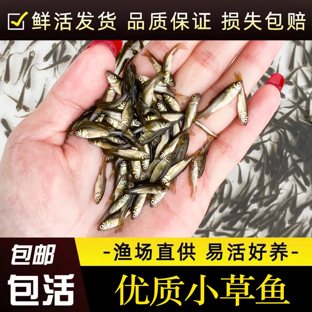 浙江小草鱼草皖鱼耐寒特大规格半斤食蚊鱼饲料四大家鱼