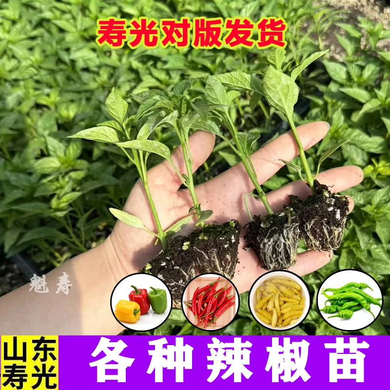 黄甜椒苗秧苗辣椒苗大果红黄绿方椒圆椒四季盆栽蔬菜种苗水果椒