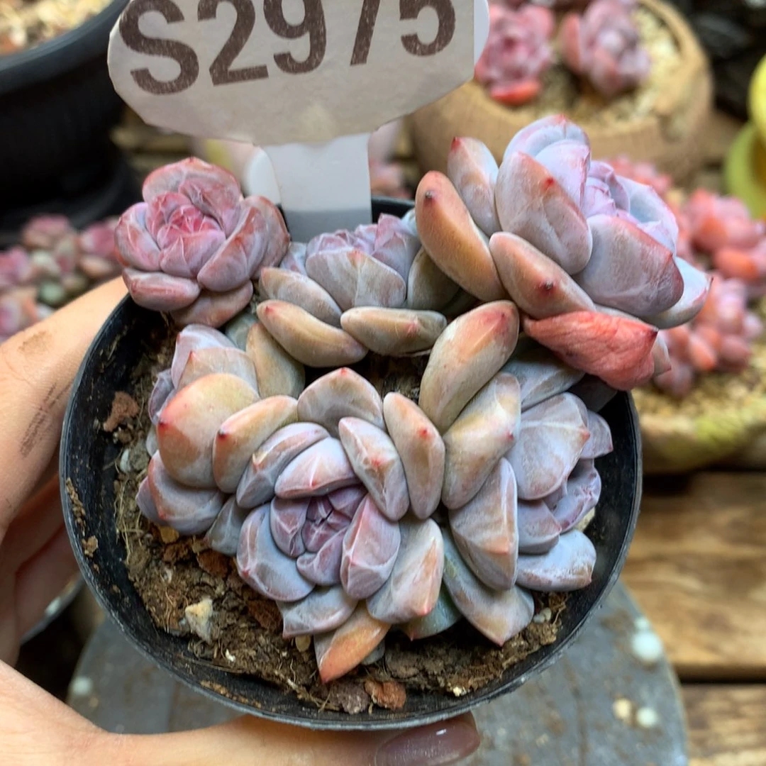 S2975 突尼斯 模特同款