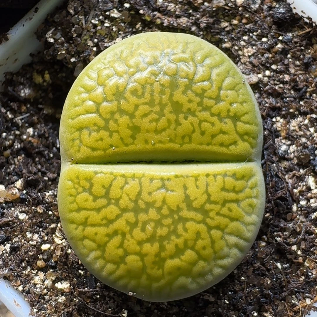 生石花1111111。   222