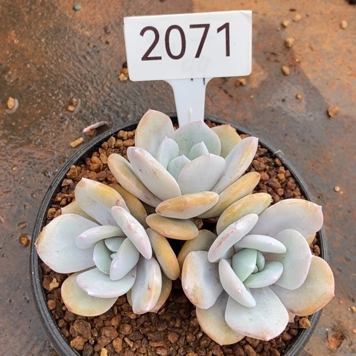 悠***夏2071。      奶茶三头