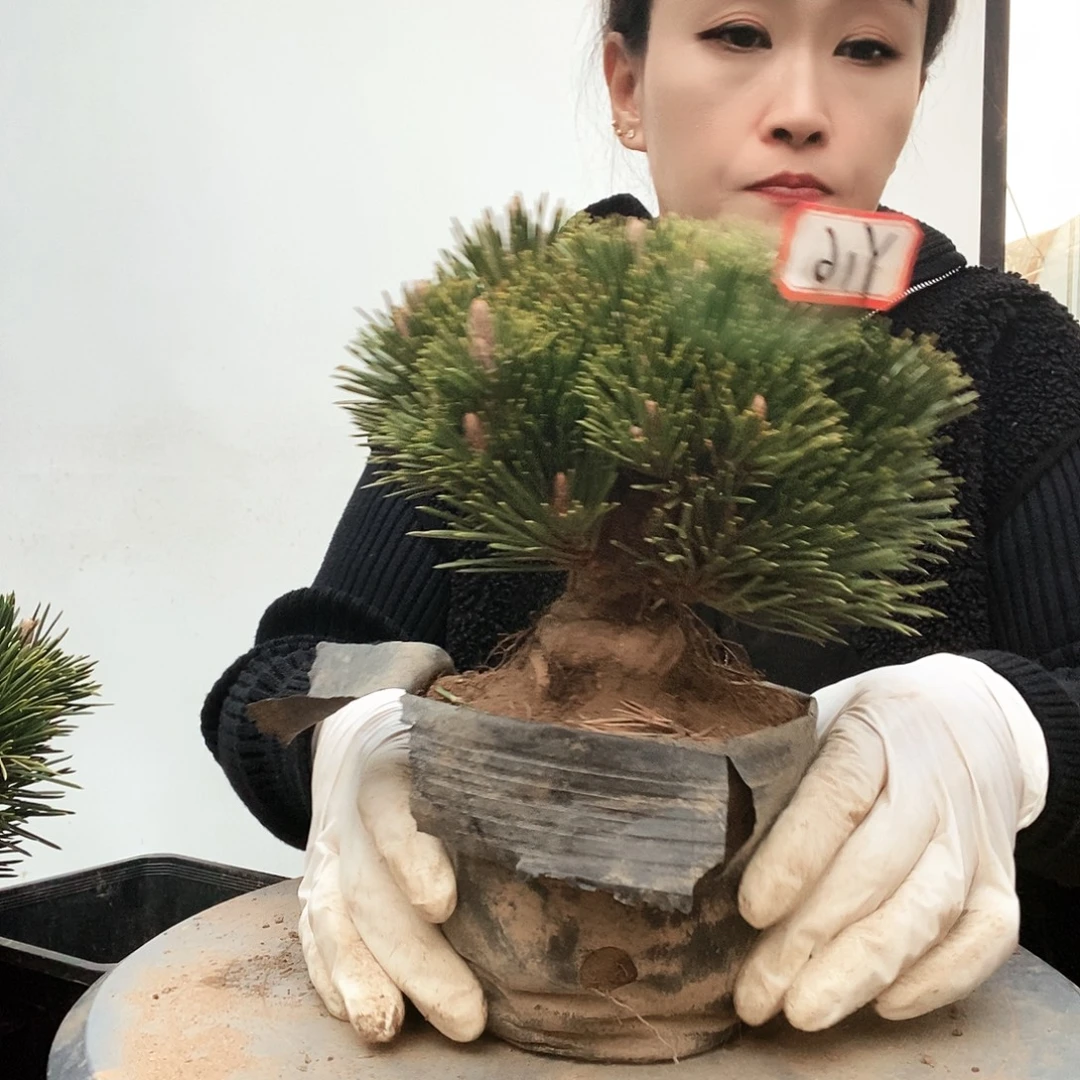 无花朵植物形态多年生草本