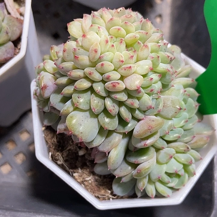 多肉植物白胖子缀3136