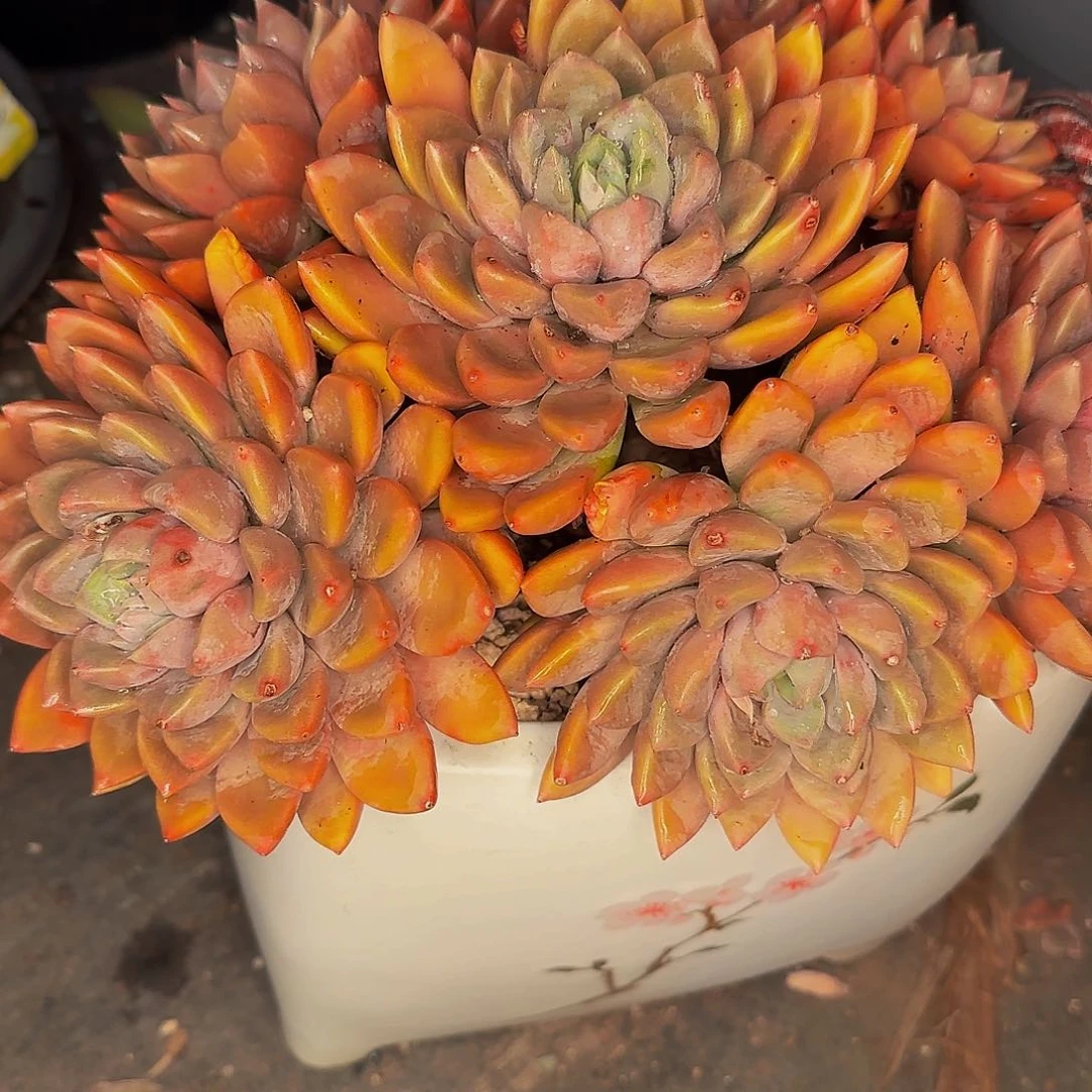 ?*然他哈哈怕啦爸爸啊