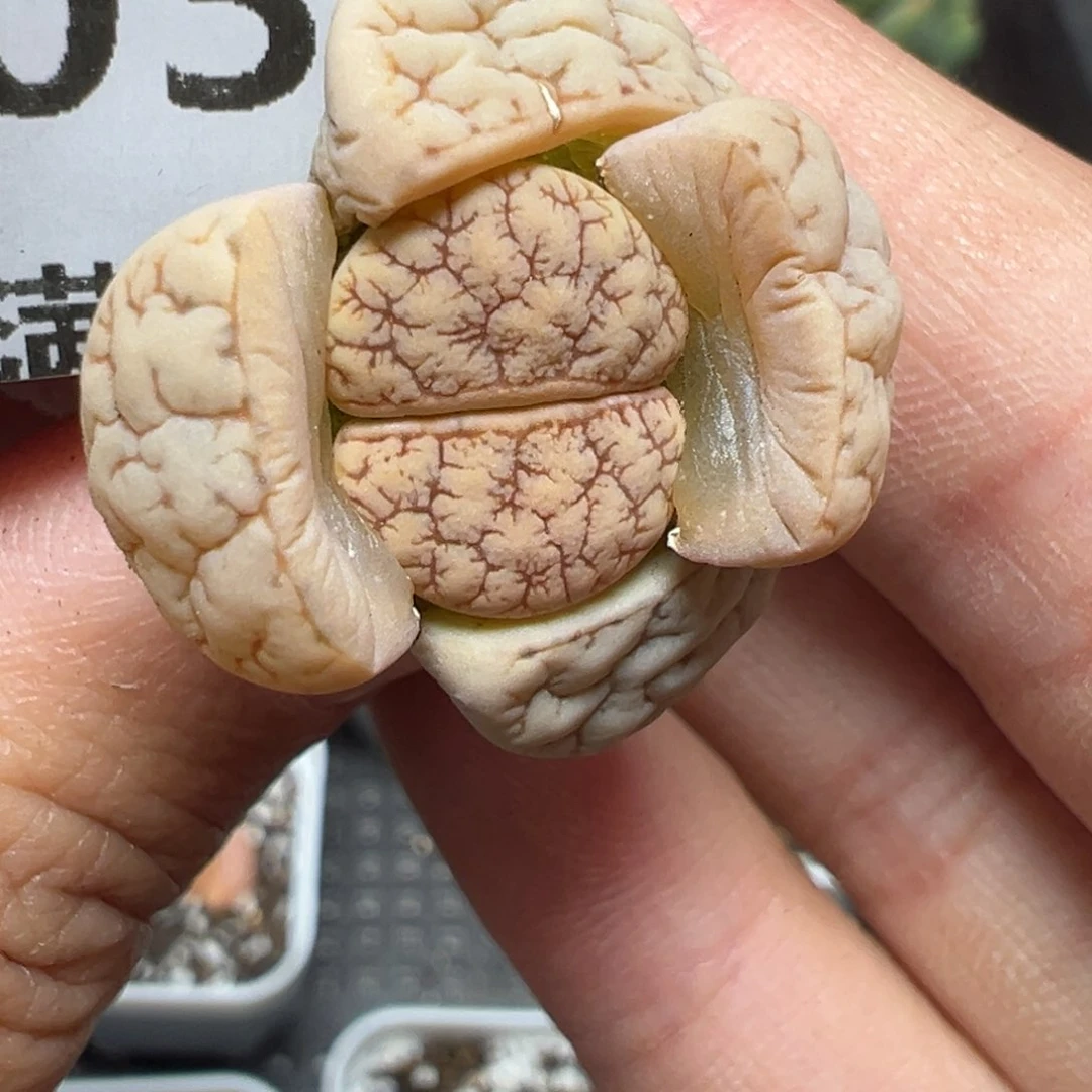 【闪购商品】031……