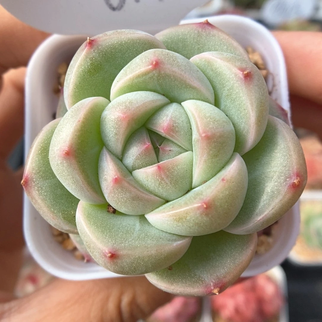 白露珍妮可拍811号。