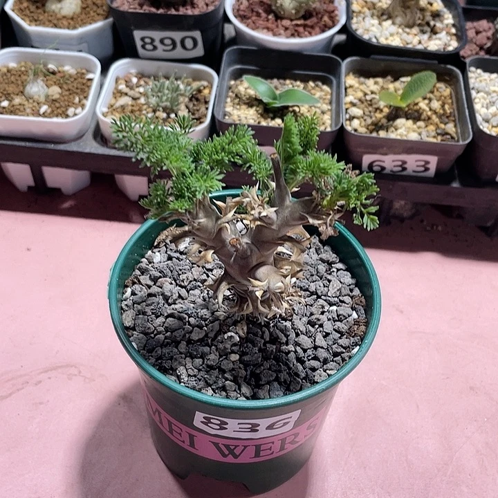 836出云杨葵块根，