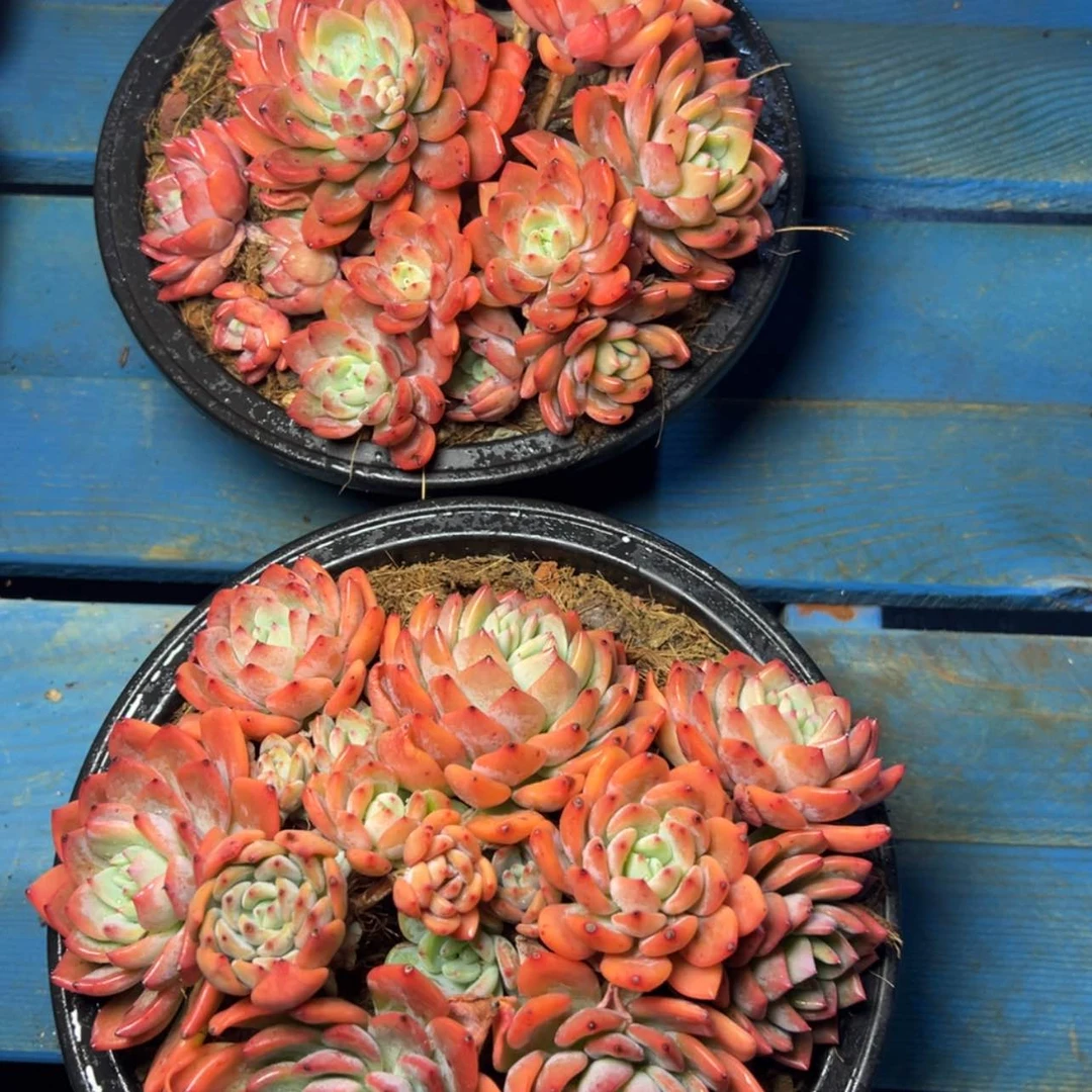 【闪购商品】冰橙13公分19.9